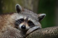 raccoon-365366